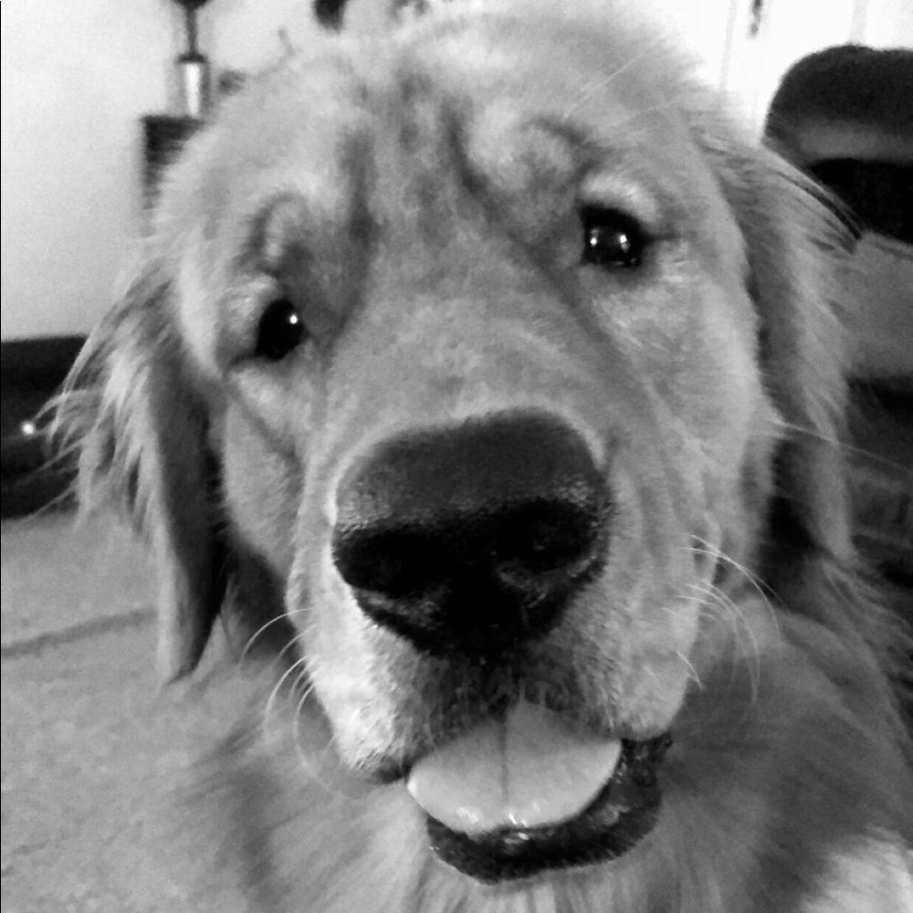 Hey I’m Alexa! - Picture 4 of 8